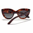 Ladies Sunglasses Hyde Hawkers Brown For Cheap