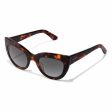 Ladies Sunglasses Hyde Hawkers Brown For Cheap